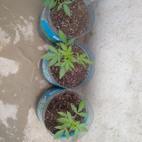 Lemon Haze Auto growlog timeline photo