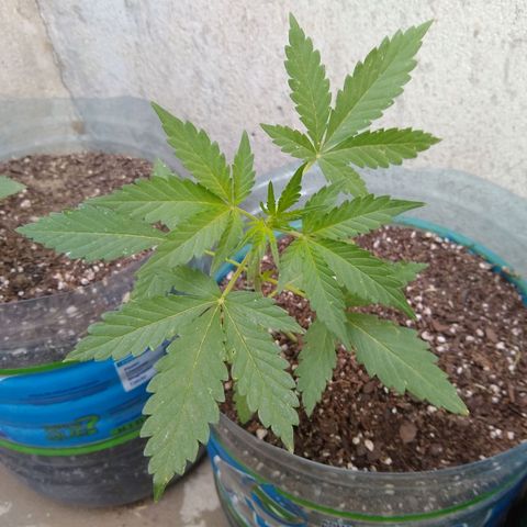 Lemon Haze Auto growlog timeline photo