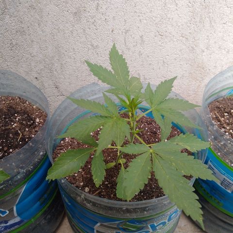 Lemon Haze Auto growlog timeline photo