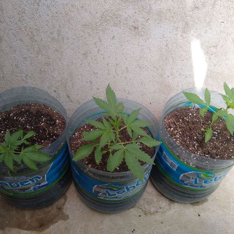 Lemon Haze Auto growlog timeline photo