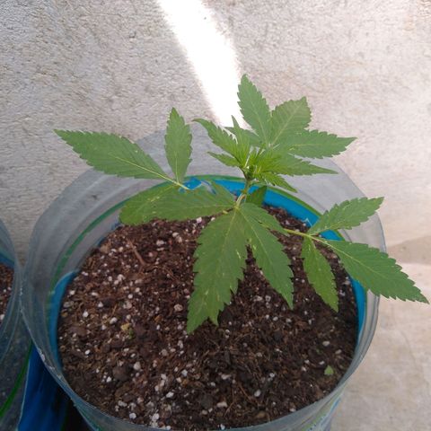 Lemon Haze Auto growlog timeline photo
