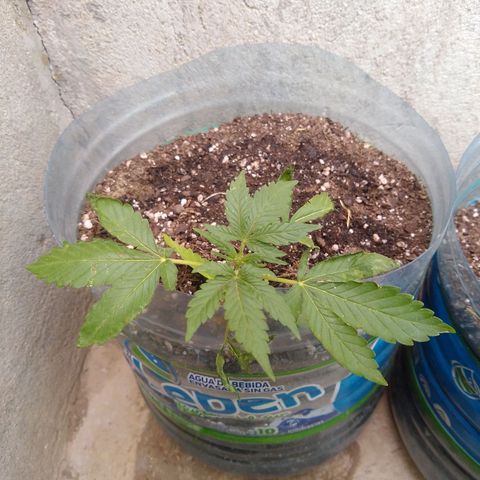 Lemon Haze Auto growlog timeline photo