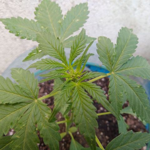 Lemon Haze Auto growlog timeline photo