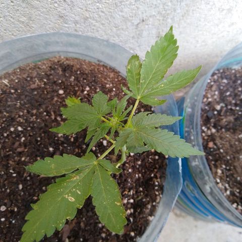 Lemon Haze Auto growlog timeline photo