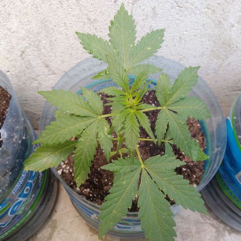 Lemon Haze Auto growlog timeline photo