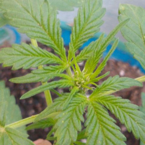 Lemon Haze Auto growlog timeline photo
