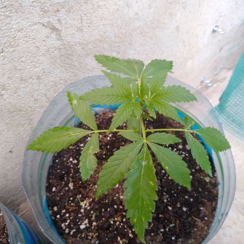 Lemon Haze Auto growlog timeline photo