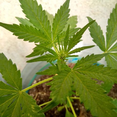 Lemon Haze Auto growlog timeline photo