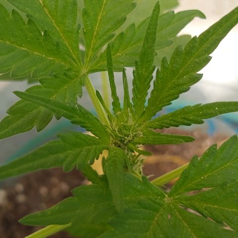Lemon Haze Auto growlog timeline photo