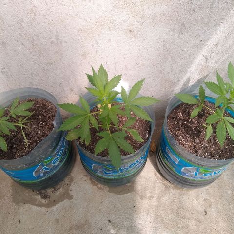 Lemon Haze Auto growlog timeline photo