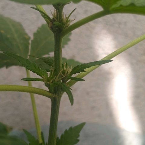 Lemon Haze Auto growlog timeline photo
