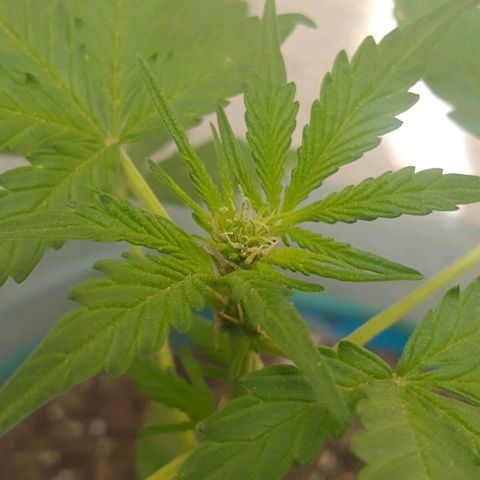 Lemon Haze Auto growlog timeline photo