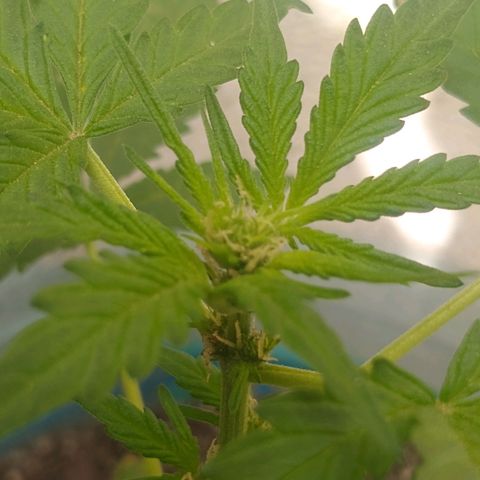 Lemon Haze Auto growlog timeline photo