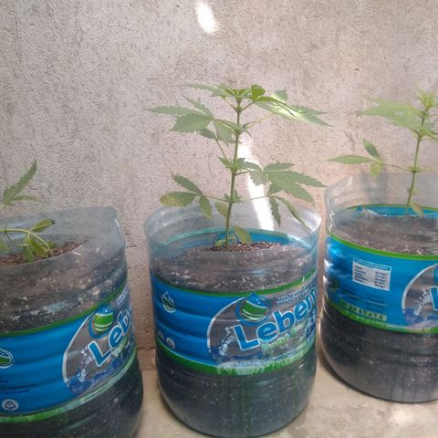 Lemon Haze Auto growlog timeline photo