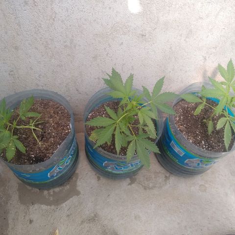Lemon Haze Auto growlog timeline photo