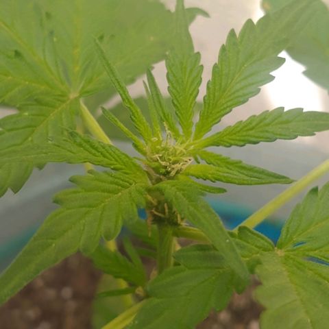 Lemon Haze Auto growlog timeline photo