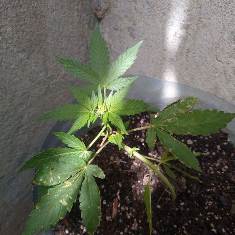 Lemon Haze Auto growlog timeline photo