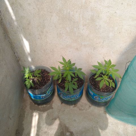 Lemon Haze Auto growlog timeline photo