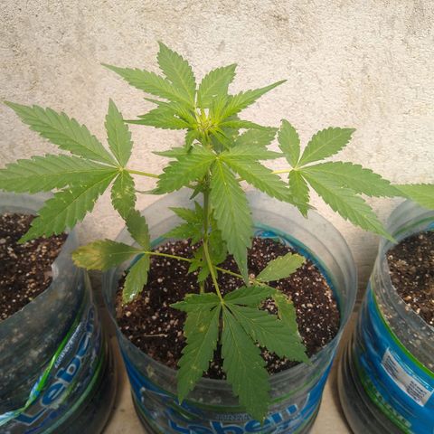 Lemon Haze Auto growlog timeline photo