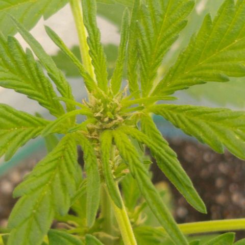 Lemon Haze Auto growlog timeline photo