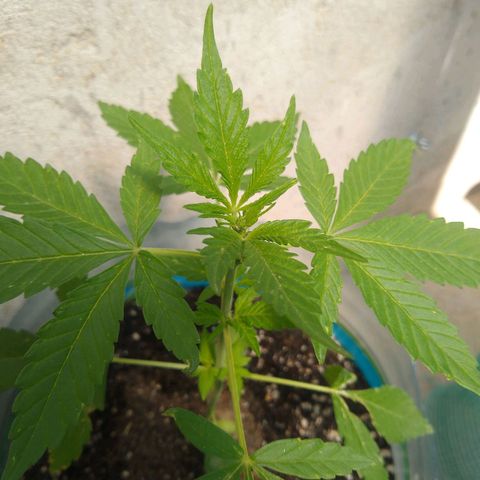 Lemon Haze Auto growlog timeline photo