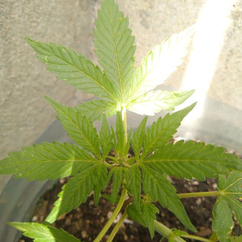 Lemon Haze Auto growlog timeline photo