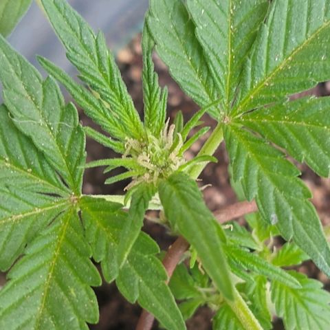 Lemon Haze Auto growlog timeline photo