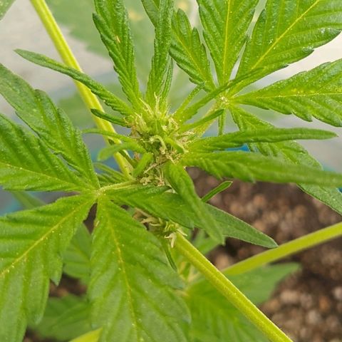 Lemon Haze Auto growlog timeline photo