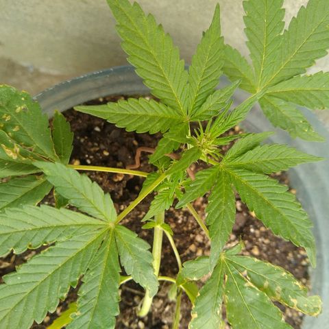 Lemon Haze Auto growlog timeline photo