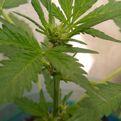 Lemon Haze Auto growlog timeline photo