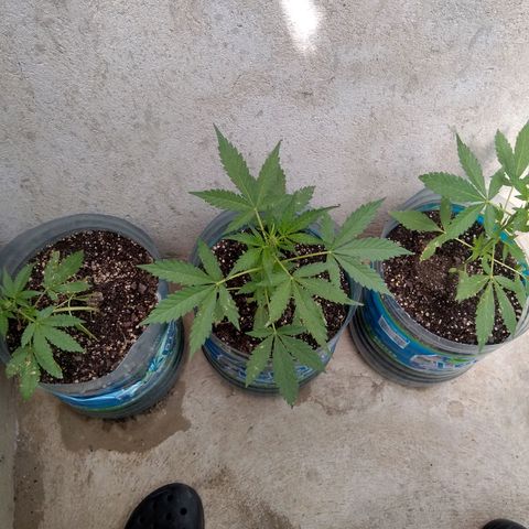 Lemon Haze Auto growlog timeline photo