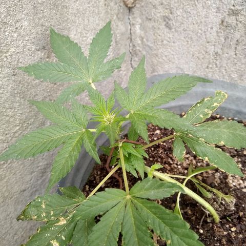 Lemon Haze Auto growlog timeline photo