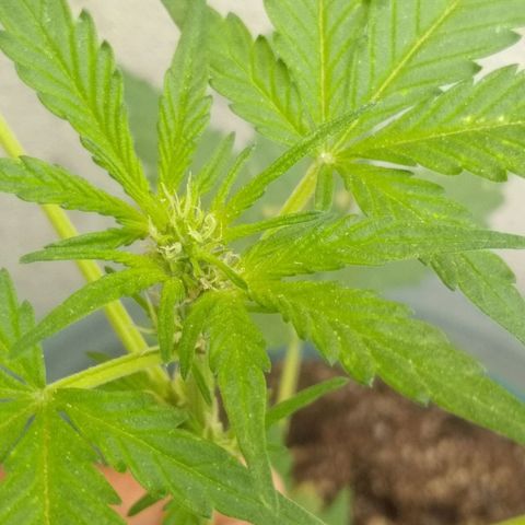 Lemon Haze Auto growlog timeline photo