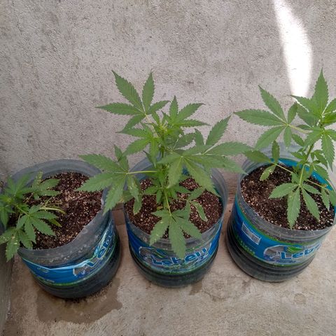 Lemon Haze Auto growlog timeline photo