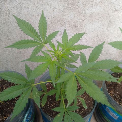 Lemon Haze Auto growlog timeline photo