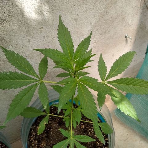Lemon Haze Auto growlog timeline photo