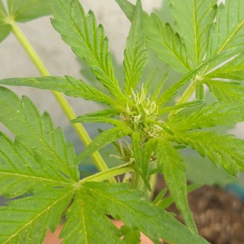 Lemon Haze Auto growlog timeline photo