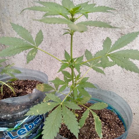 Lemon Haze Auto growlog timeline photo