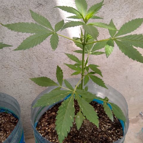 Lemon Haze Auto growlog timeline photo
