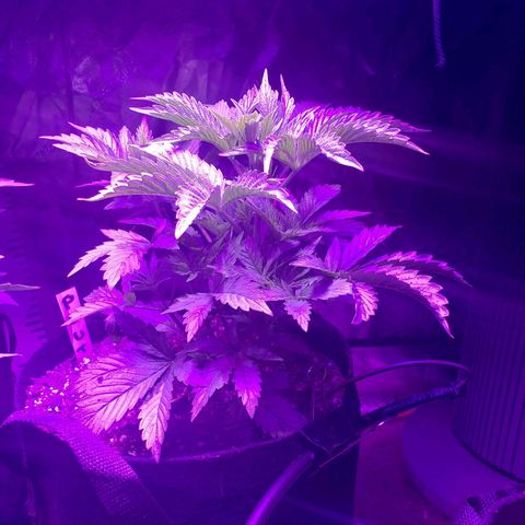 2 week Pluto Cut Autoflower growlog timeline photo