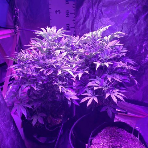 2 week Pluto Cut Autoflower growlog timeline photo
