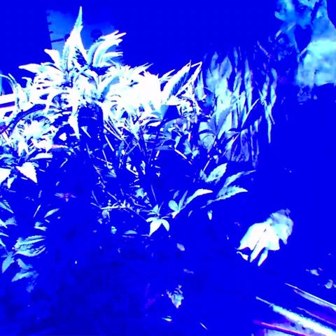2 week Pluto Cut Autoflower growlog photo: raised camera