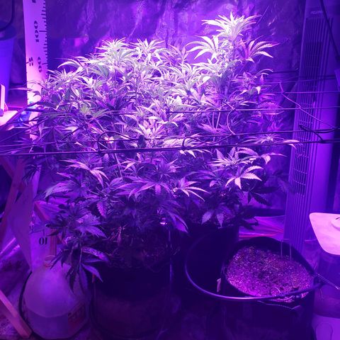 2 week Pluto Cut Autoflower growlog timeline photo