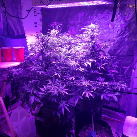 2 week Pluto Cut Autoflower growlog timeline photo