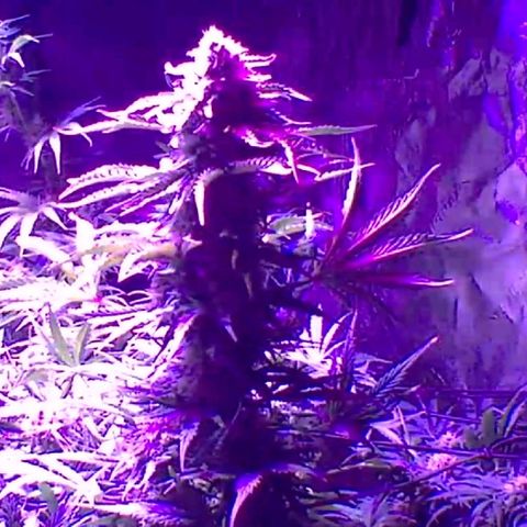 2 week Pluto Cut Autoflower growlog timeline photo