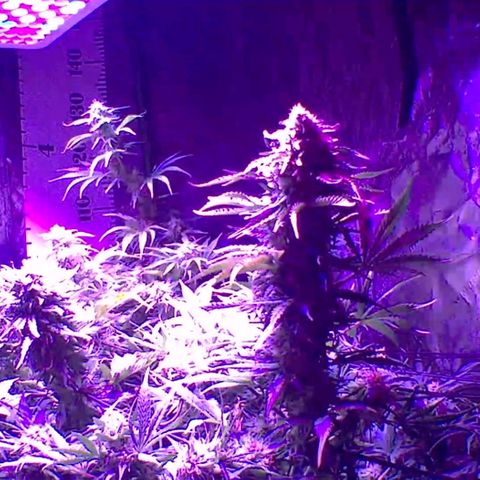 2 week Pluto Cut Autoflower growlog timeline photo