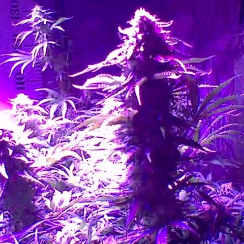 2 week Pluto Cut Autoflower growlog timeline photo