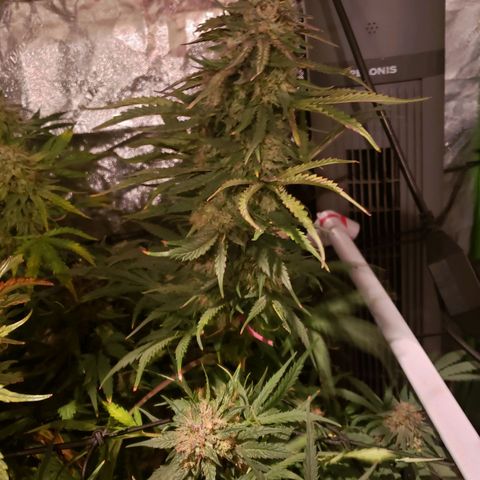 2 week Pluto Cut Autoflower growlog timeline photo