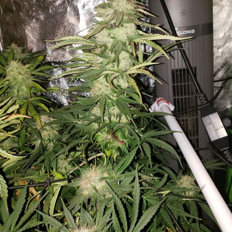 2 week Pluto Cut Autoflower growlog timeline photo