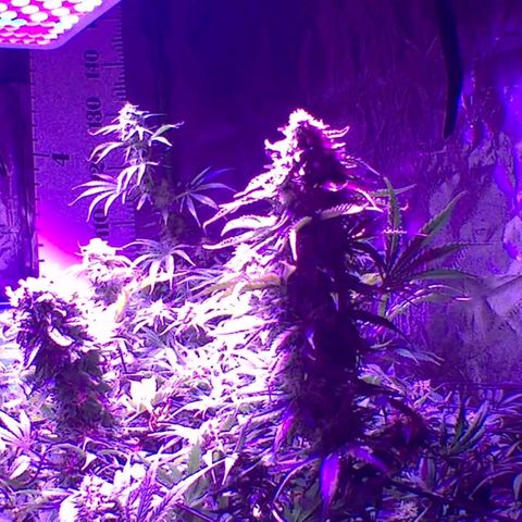 2 week Pluto Cut Autoflower growlog timeline photo